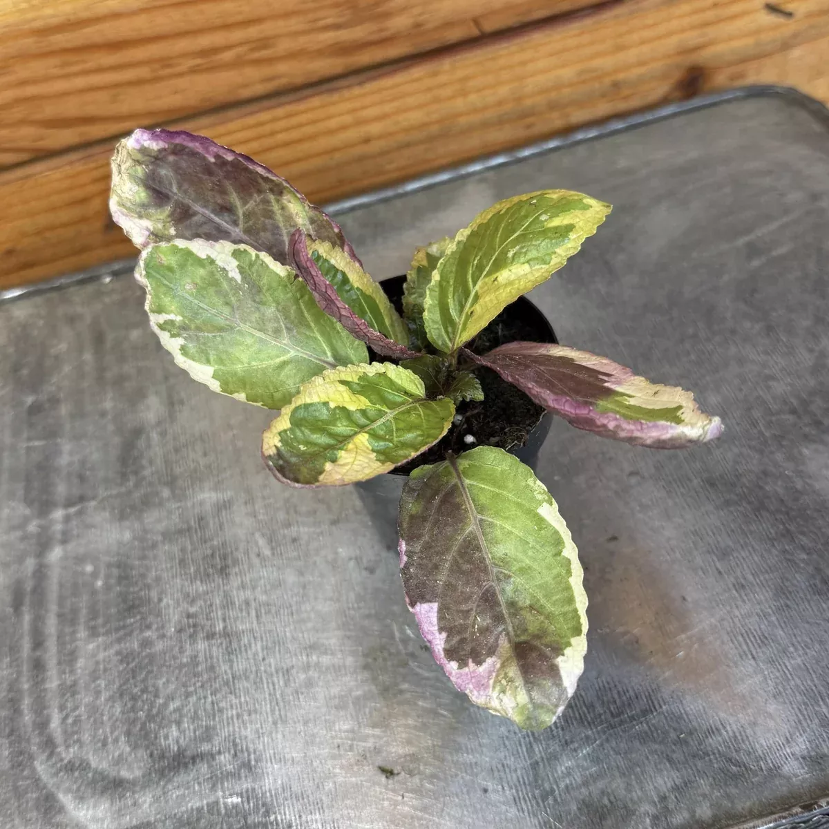 Hemigraphis Variegated Waffle, 2" Plant