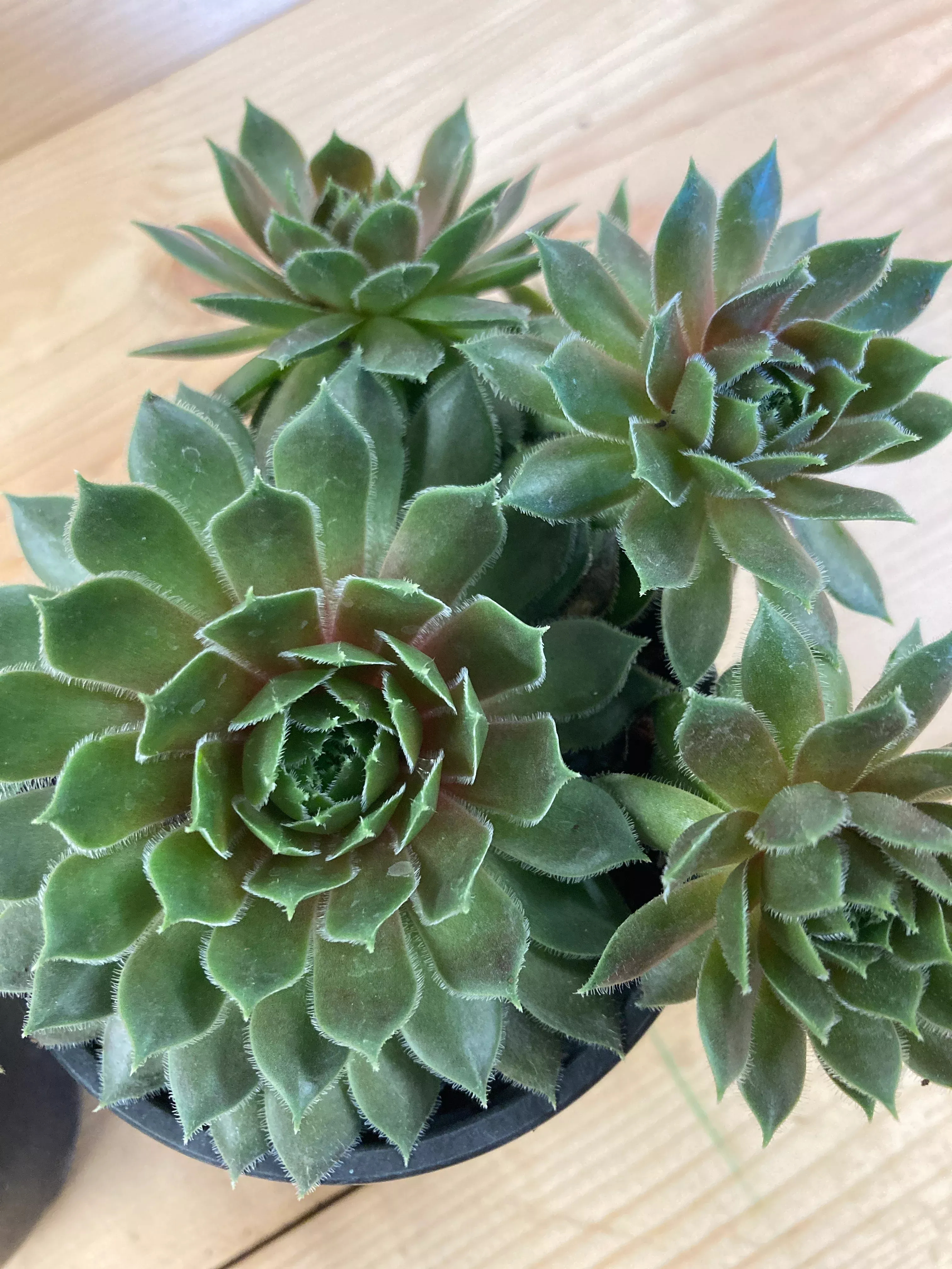 Hen and Chicks, Kalinda