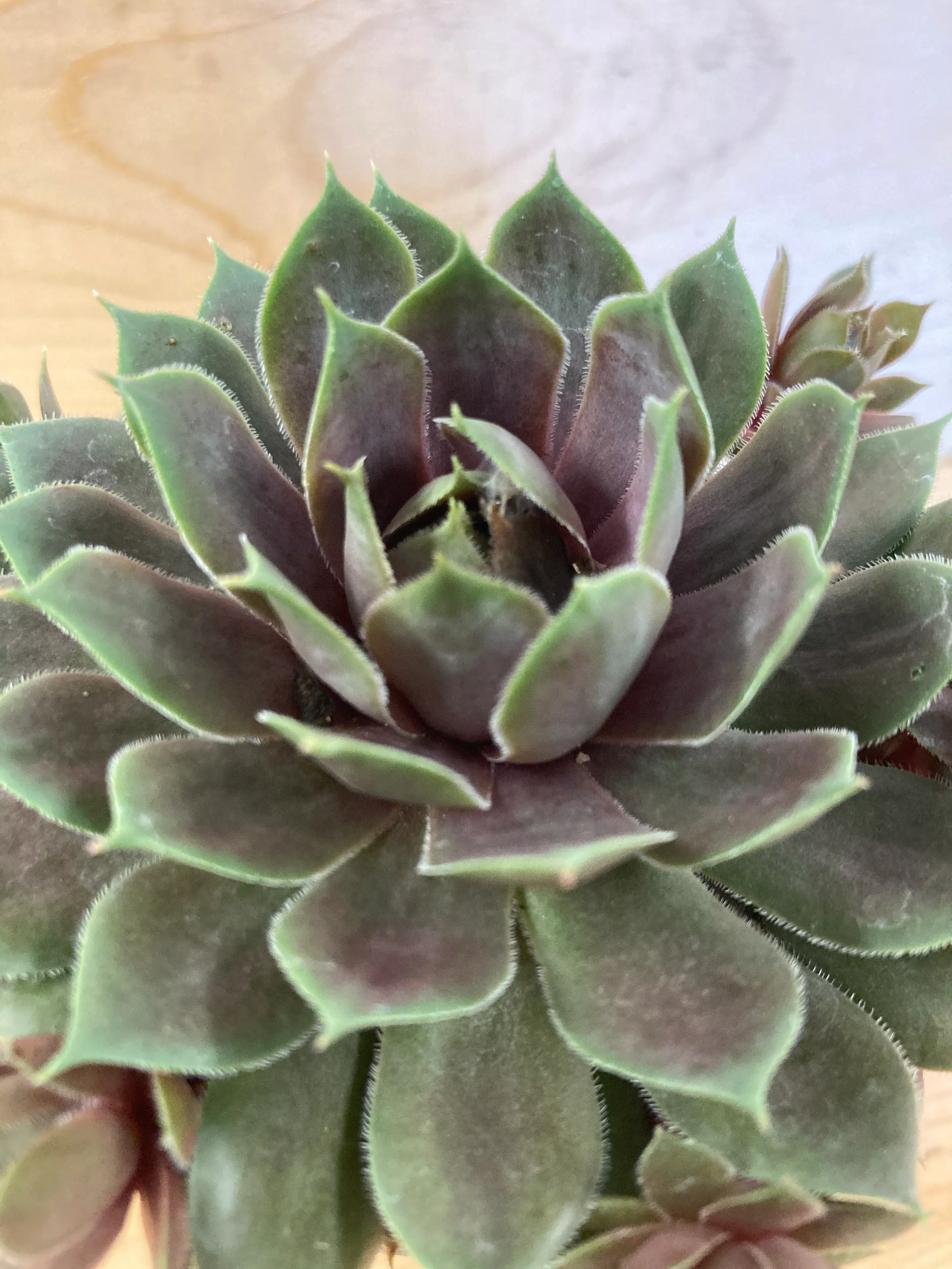 Hen and Chicks, Silverine
