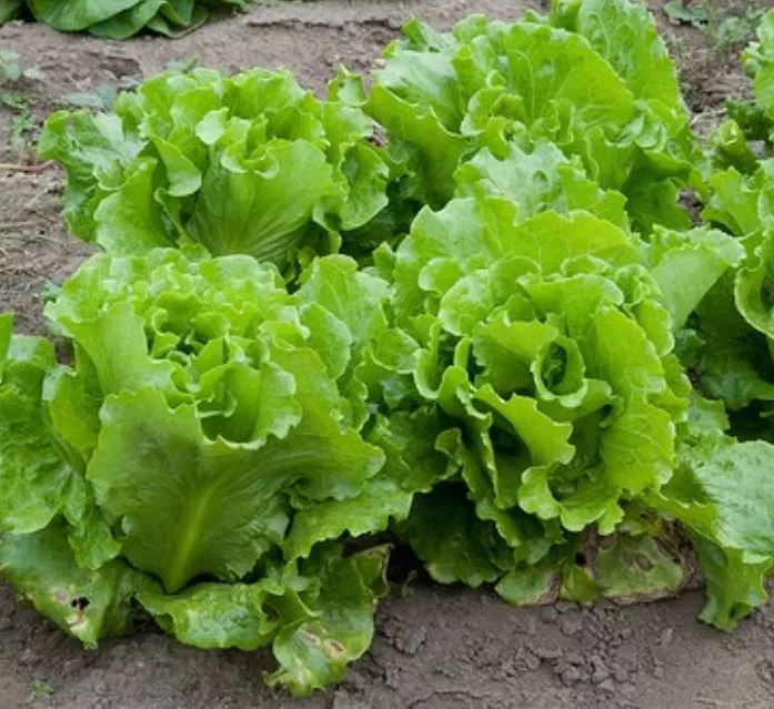 henderson-black-seeded-lettuce Henderson Black Seeded Lettuce