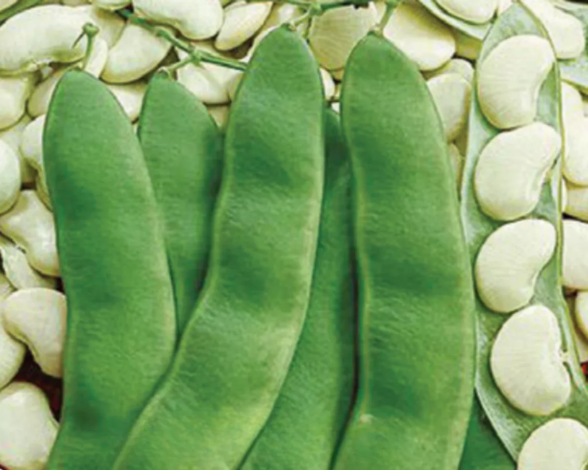 henderson-s-bush-lima-bean-seeds Henderson's Bush Lima Bean Seeds