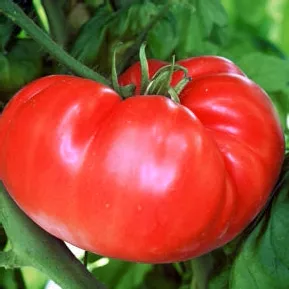 henderson-s-winsall-tomato Henderson's Winsall Tomato