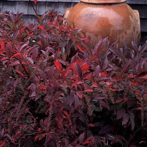 ‘Henry’s Garnet’ Sweetspire