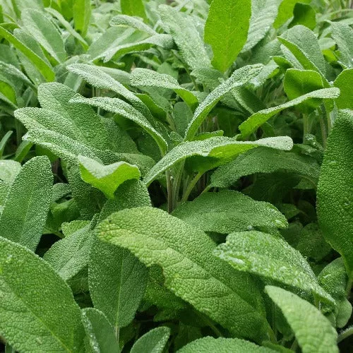 herb-broadleaf-sage Herb, Broadleaf Sage