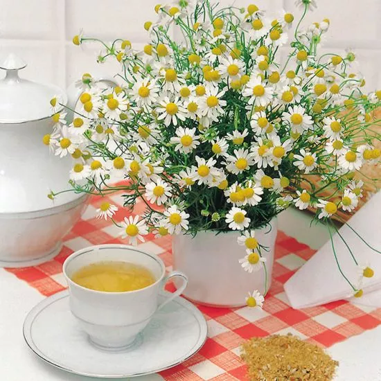 herb-chamomile Herb 'Chamomile'