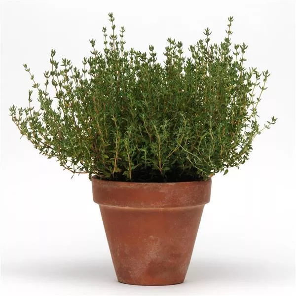herb-english-thyme Herb 'English Thyme'