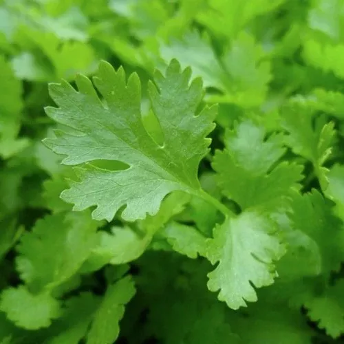 herb-parsley-giant-italy Herb, Parsley, Giant of Italy