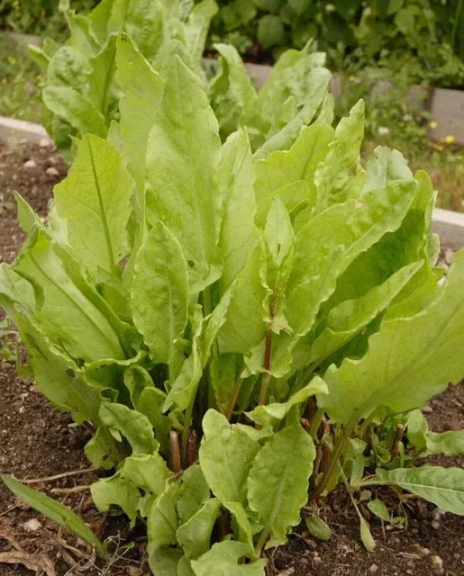 Herb 'Sorrel'