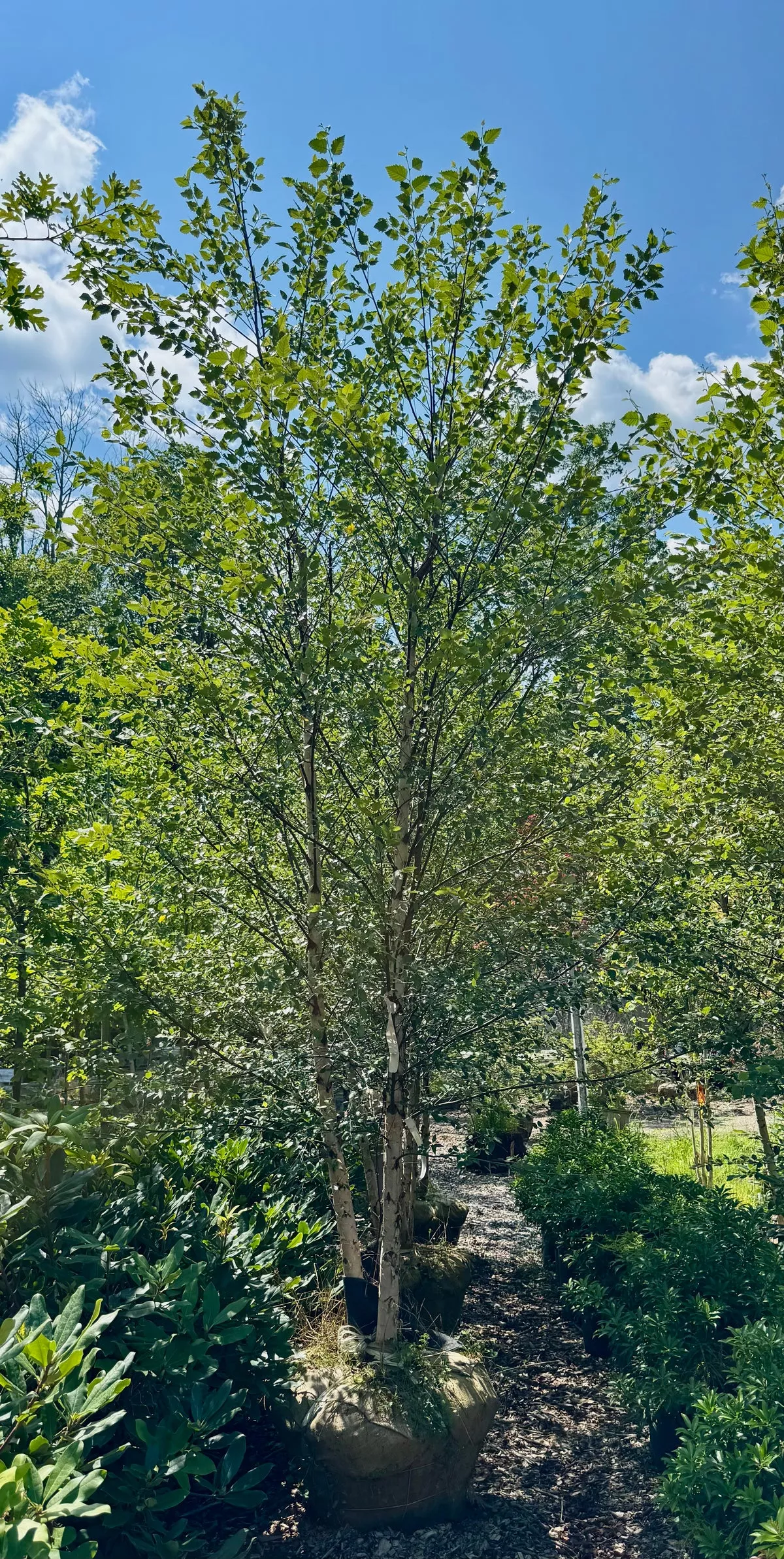 heritage-river-birch Heritage River Birch