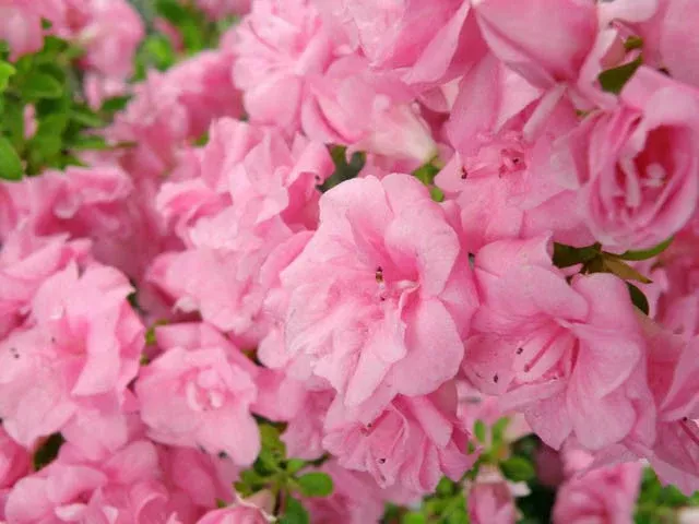hershey-pink-azalea Hershey Pink Azalea