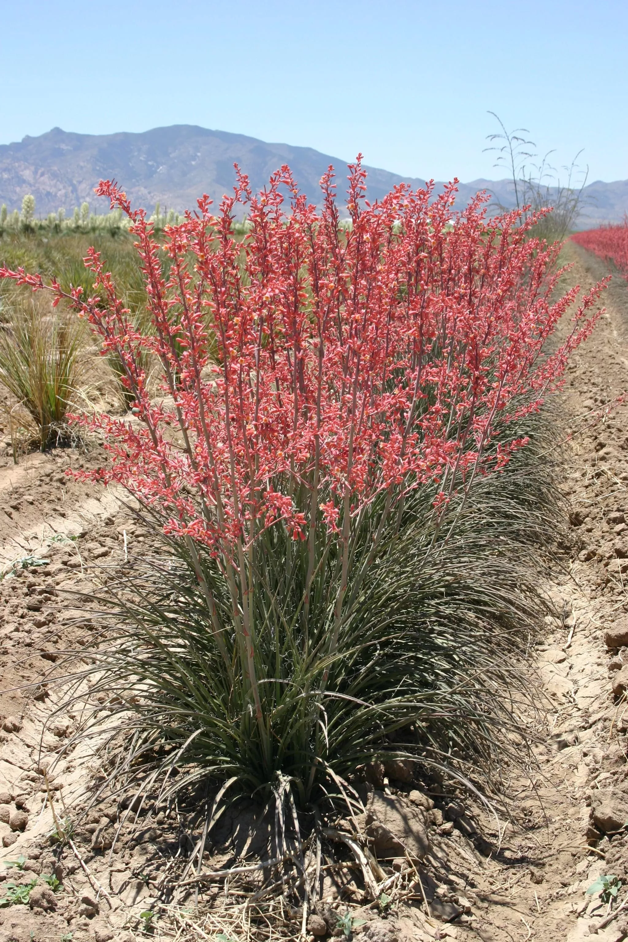 hesperaloe-desert-flamenco Hesperaloe 'Desert Flamenco'