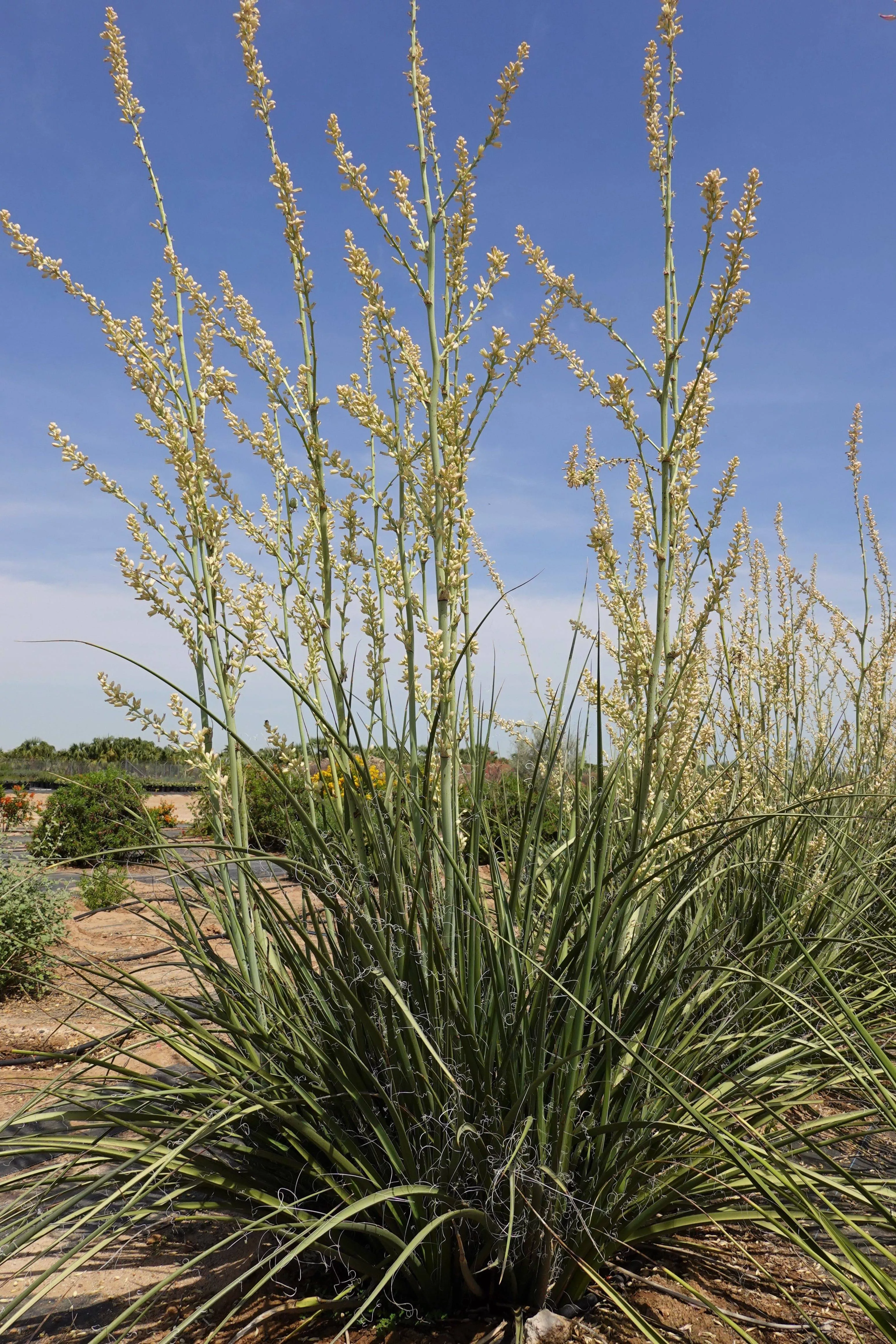 hesperaloe-ivory-swan Hesperaloe 'Ivory Swan'