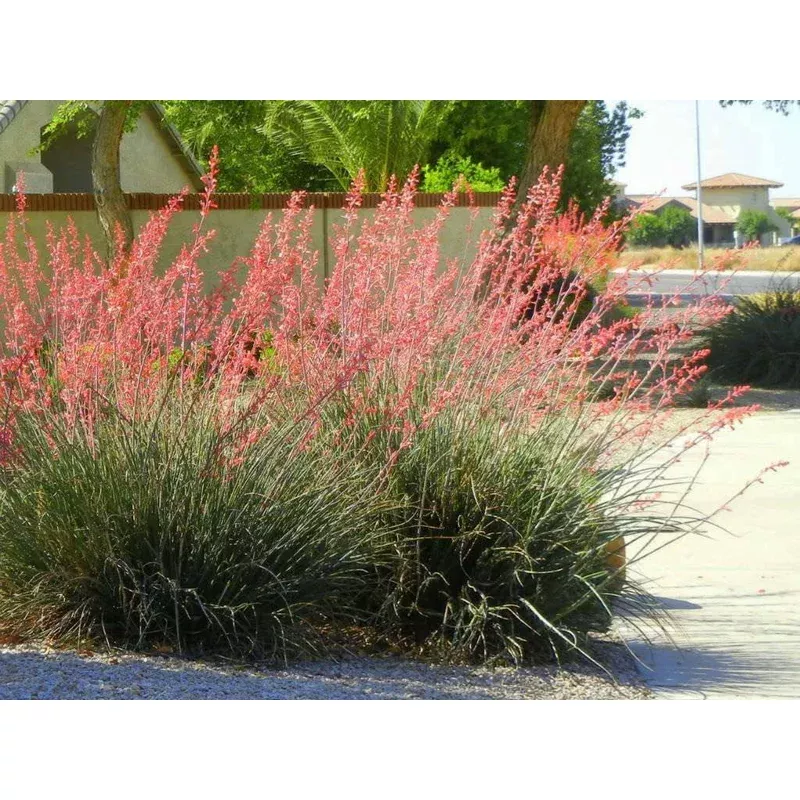 hesperaloe-pink-parade Hesperaloe 'Pink Parade'