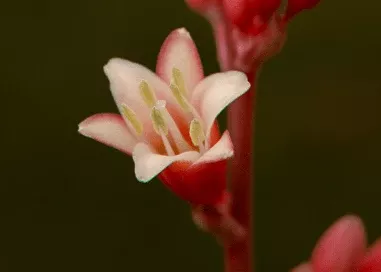 hesperaloe-red-yucca Hesperaloe 'Red Yucca'
