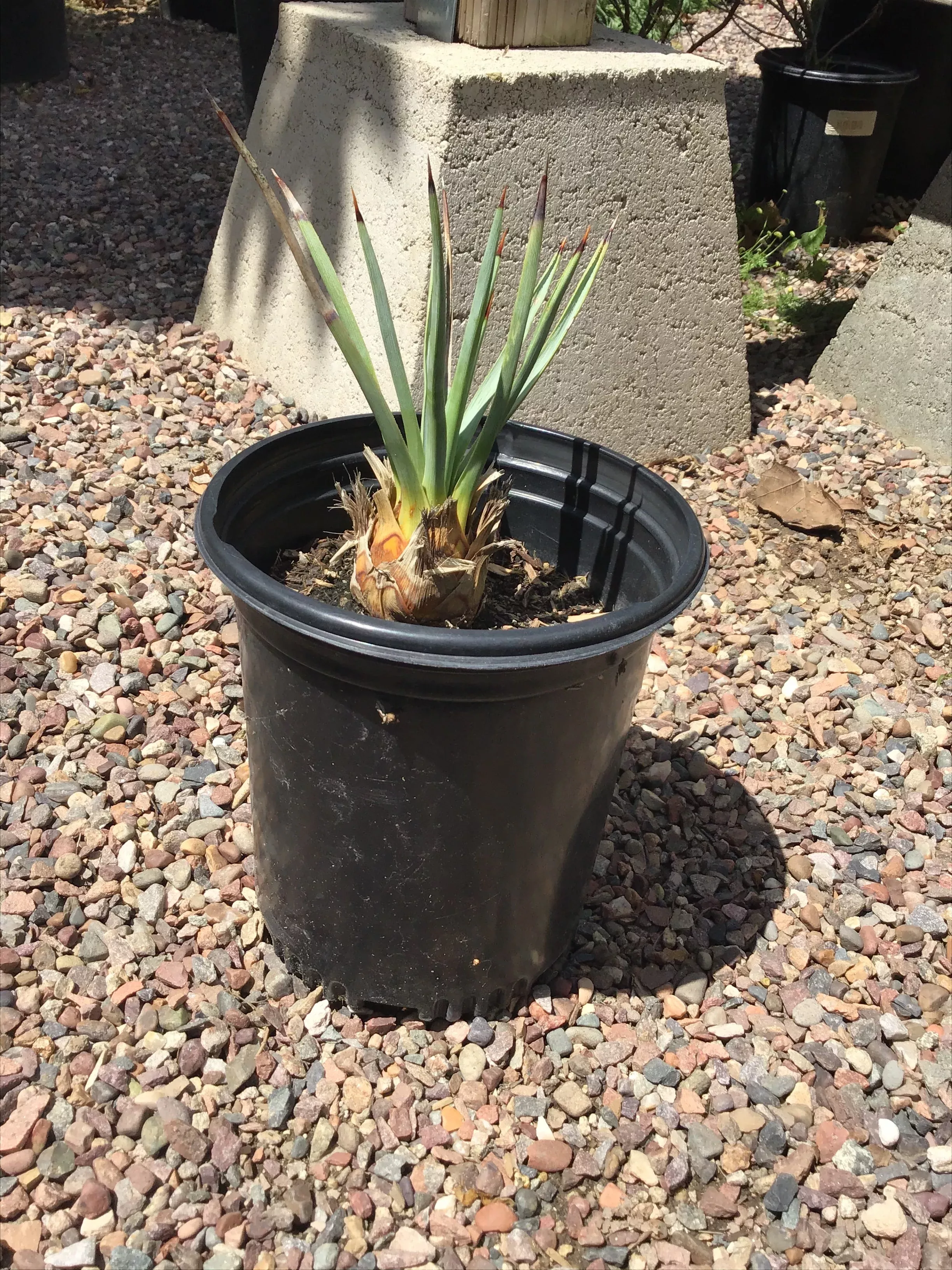hesperoyucca-whipplei-foothill-yucca Hesperoyucca whipplei (foothill yucca)