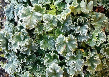 Heuchera 'Apple Crisp' PPAF (10)ct Quarts