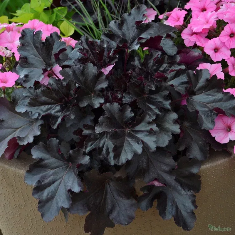 heuchera-black-pearl Heuchera 'Black Pearl'