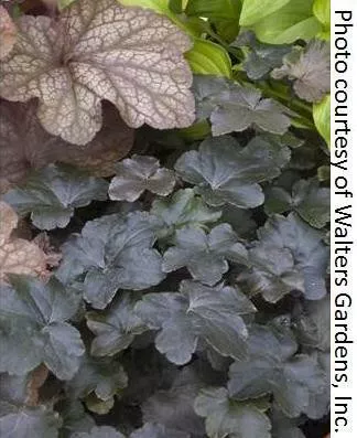 heuchera-blackout-pp20613-20-ct-flat Heuchera 'Blackout' PP20613 (20)ct Flat