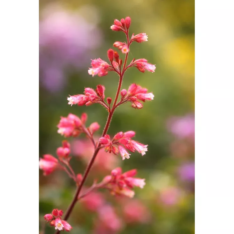 heuchera-canyon-duet Heuchera 'Canyon Duet'