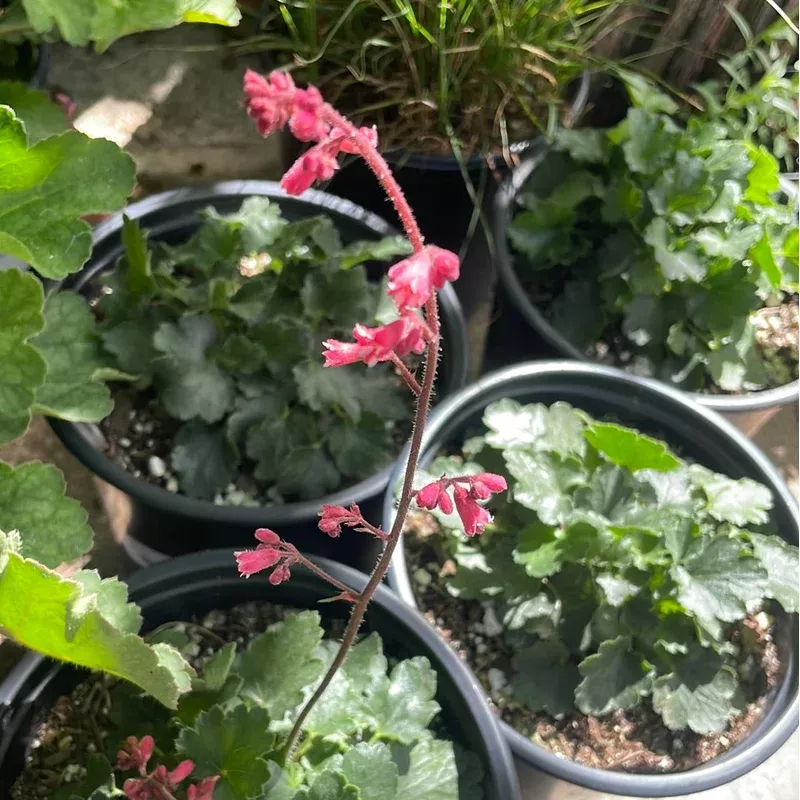 Heuchera 'Canyon Pink'