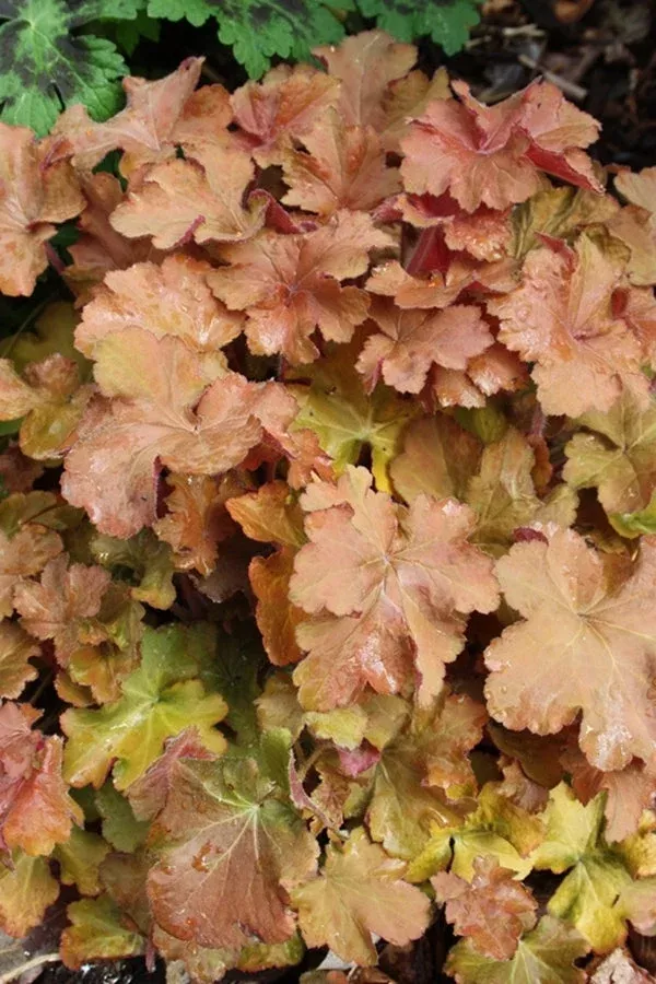 heuchera-caramel Heuchera 'Caramel'