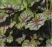 Heuchera a. 'Dales Strain' (10)ct Quarts