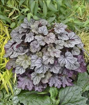 heuchera-dolce-blackberry-ice-ppaf-20-ct-flat Heuchera DOLCE 'Blackberry Ice' PPAF (20)ct Flat