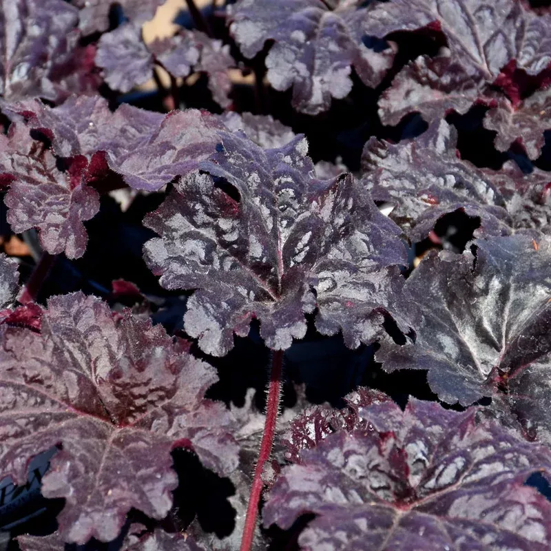 heuchera-evening-gown Heuchera 'Evening Gown'