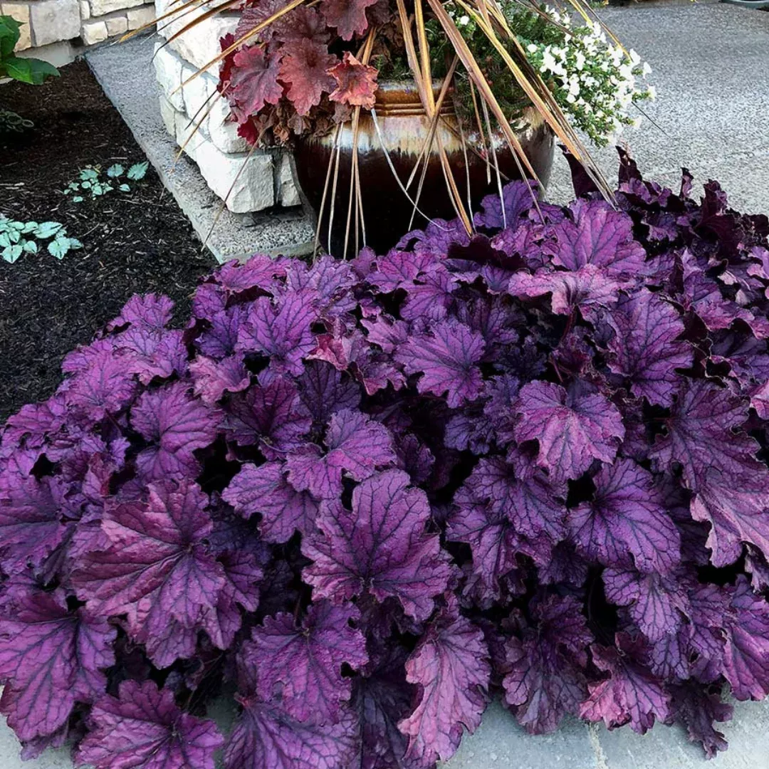 heuchera-forever-purple Heuchera 'Forever Purple'