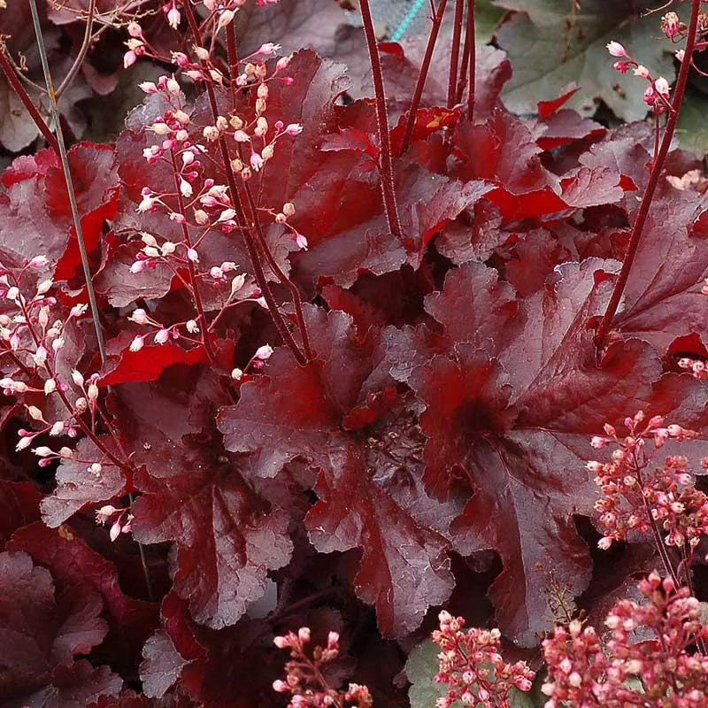 heuchera-forever-red Heuchera 'Forever Red'