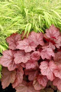 heuchera-georgia-peach-pp19375-20-ct-flat Heuchera 'Georgia Peach' PP19375(20)ct Flat