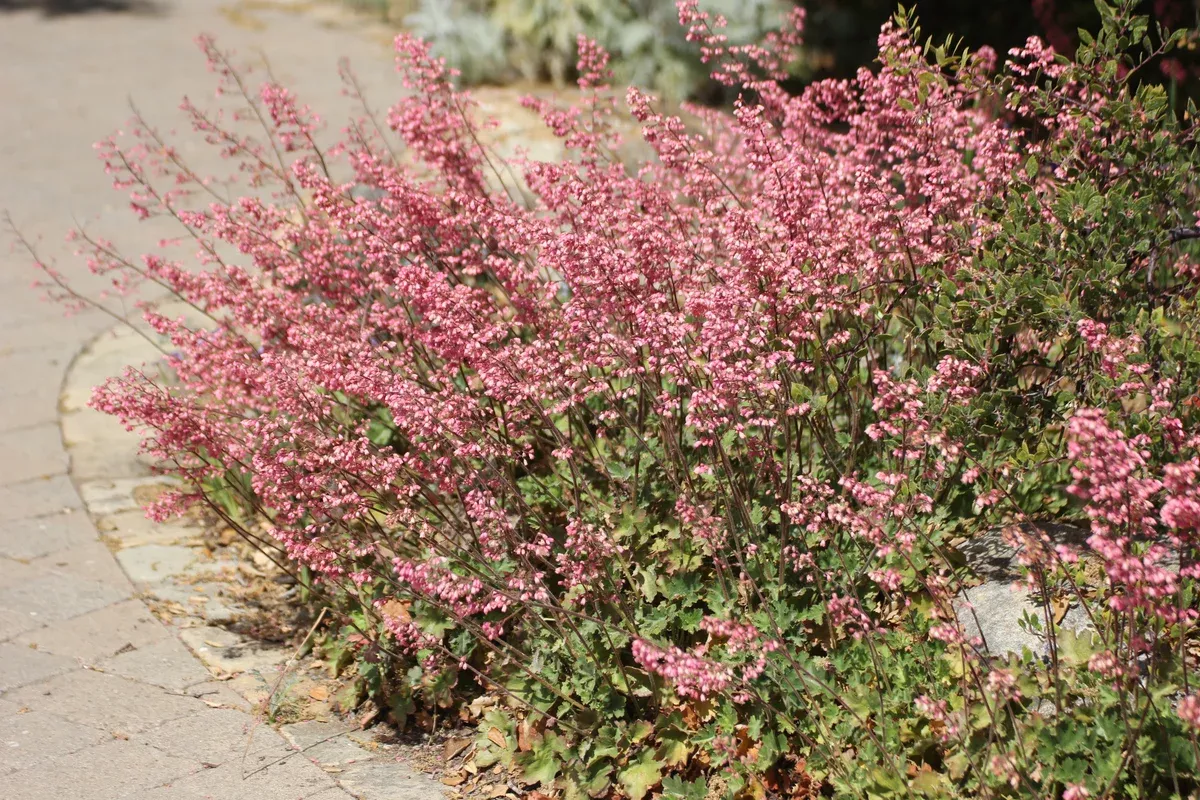 Heuchera maxima Island Alum Root & cultivars 'Wendy'