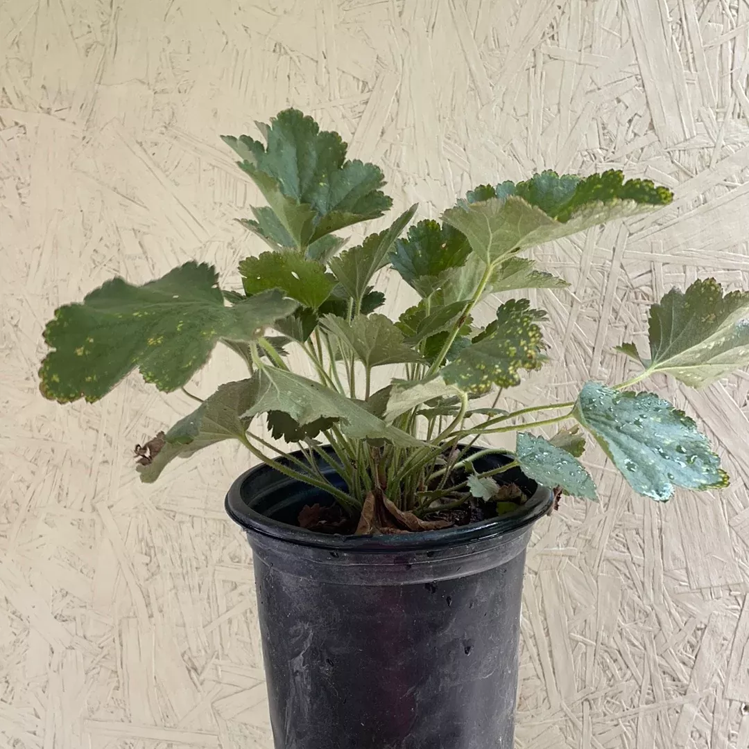 heuchera-maxima Heuchera maxima