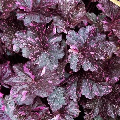 heuchera-midnight-rose-coral-bells Heuchera Midnight Rose Coral Bells