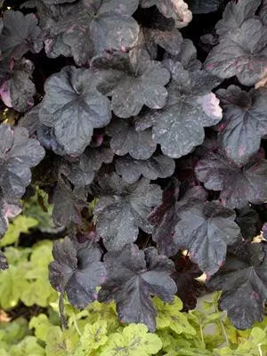 heuchera-midnight-rose-pp18551-20-ct-flat Heuchera 'Midnight Rose' PP18551 (20)ct Flat