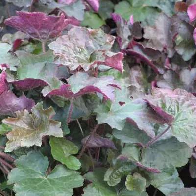 heuchera-palace-purple-3-5-inch-pots-minimum-quantity-25-plants Heuchera 'Palace Purple' - 3.5 inch Pots (Minimum Quantity: 25 Plants)
