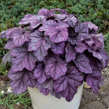 Heuchera 'Pink Panther' PP31224 (20)ct Flat