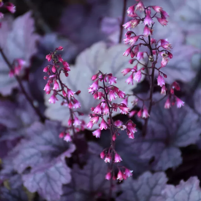 heuchera-pink-panther Heuchera 'Pink Panther'