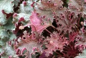 heuchera-purple-petticoats-copf-20-ct-flat Heuchera 'Purple Petticoats' COPF (20)ct Flat