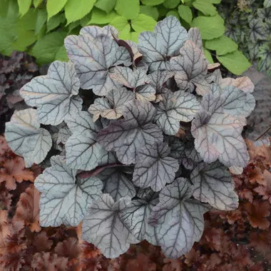 heuchera-rose-quartz-ppaf-20-ct-flat Heuchera 'Rose Quartz' PPAF (20)ct Flat