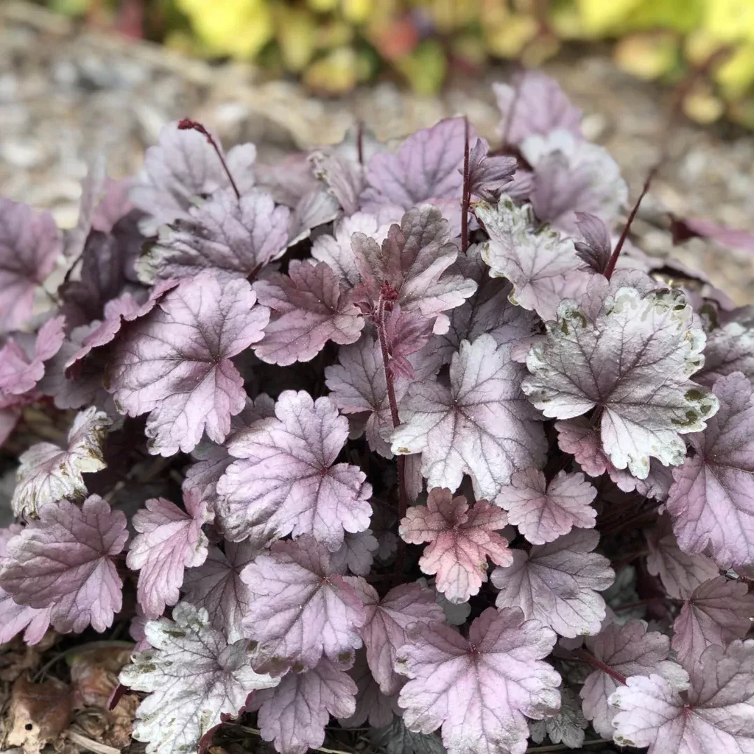 Heuchera 'Silver Gumdrop'