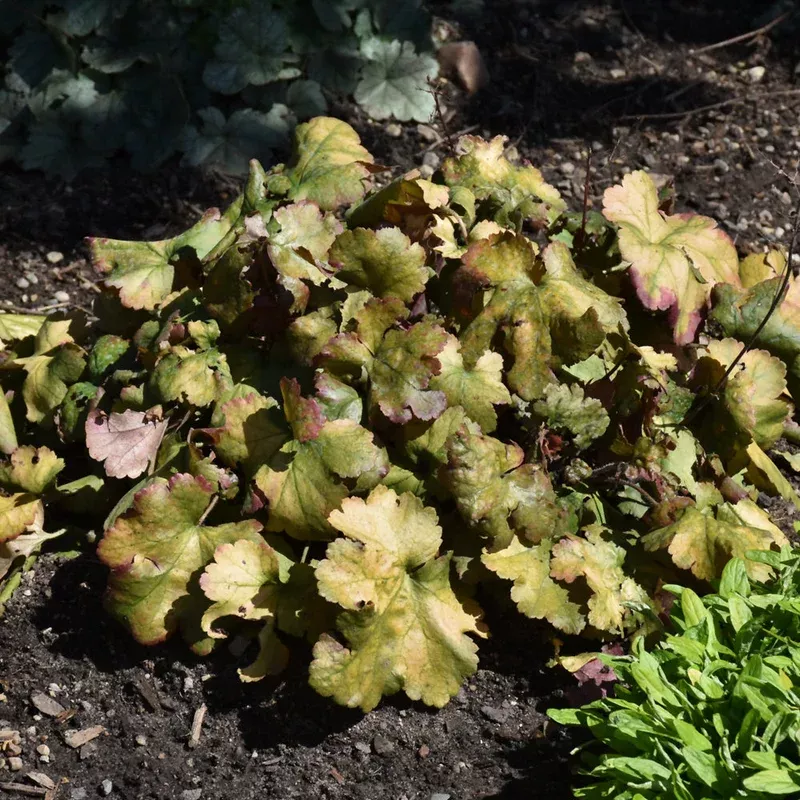 heuchera-toffee-tart Heuchera 'Toffee Tart'