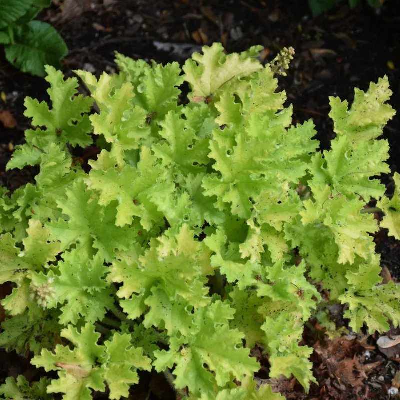 heuchera-twist-lime Heuchera 'Twist of Lime'