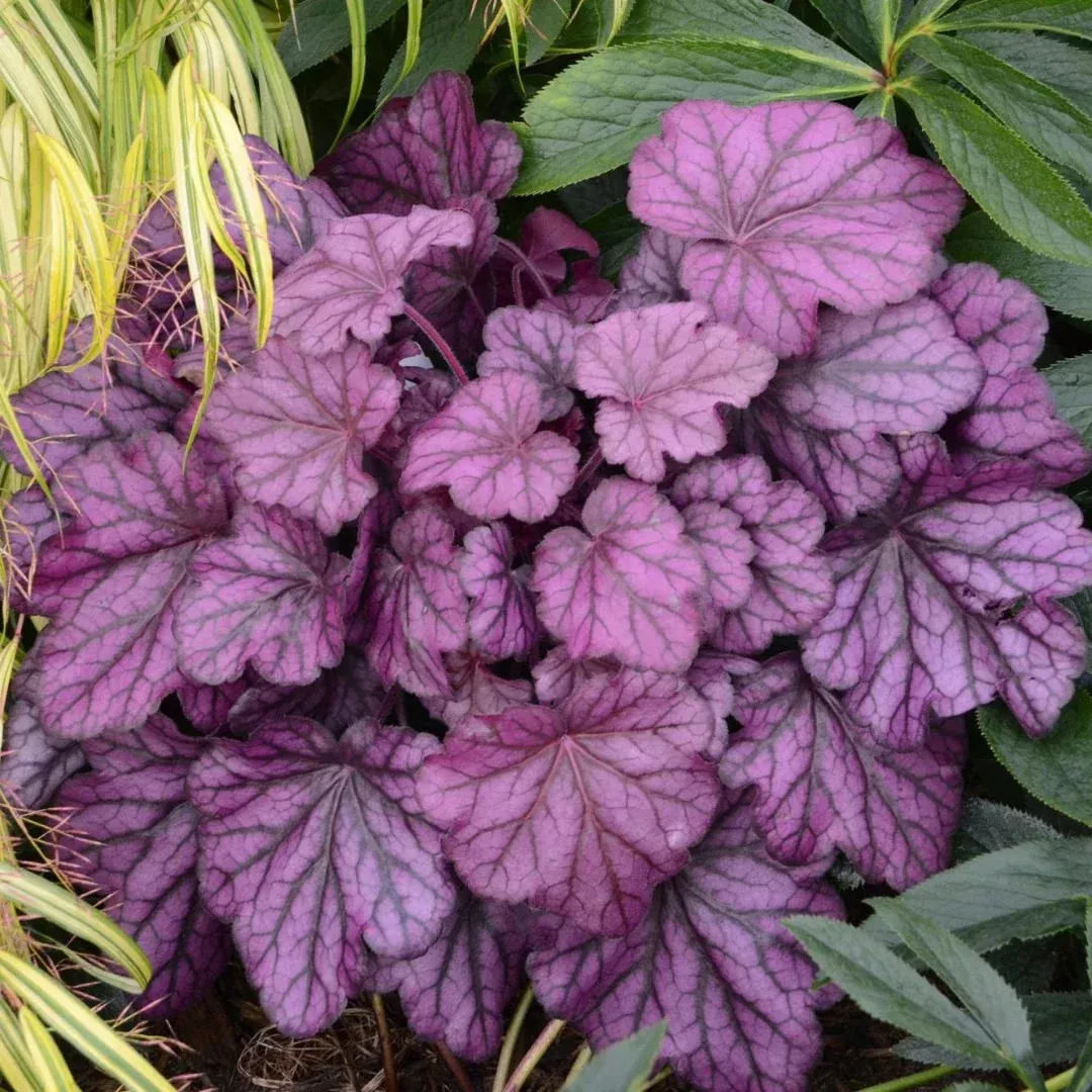 heuchera-wild-rose Heuchera 'Wild Rose'