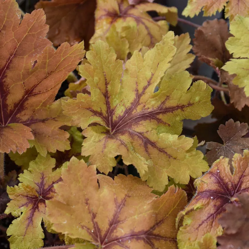 Heucherella 'Copper King'