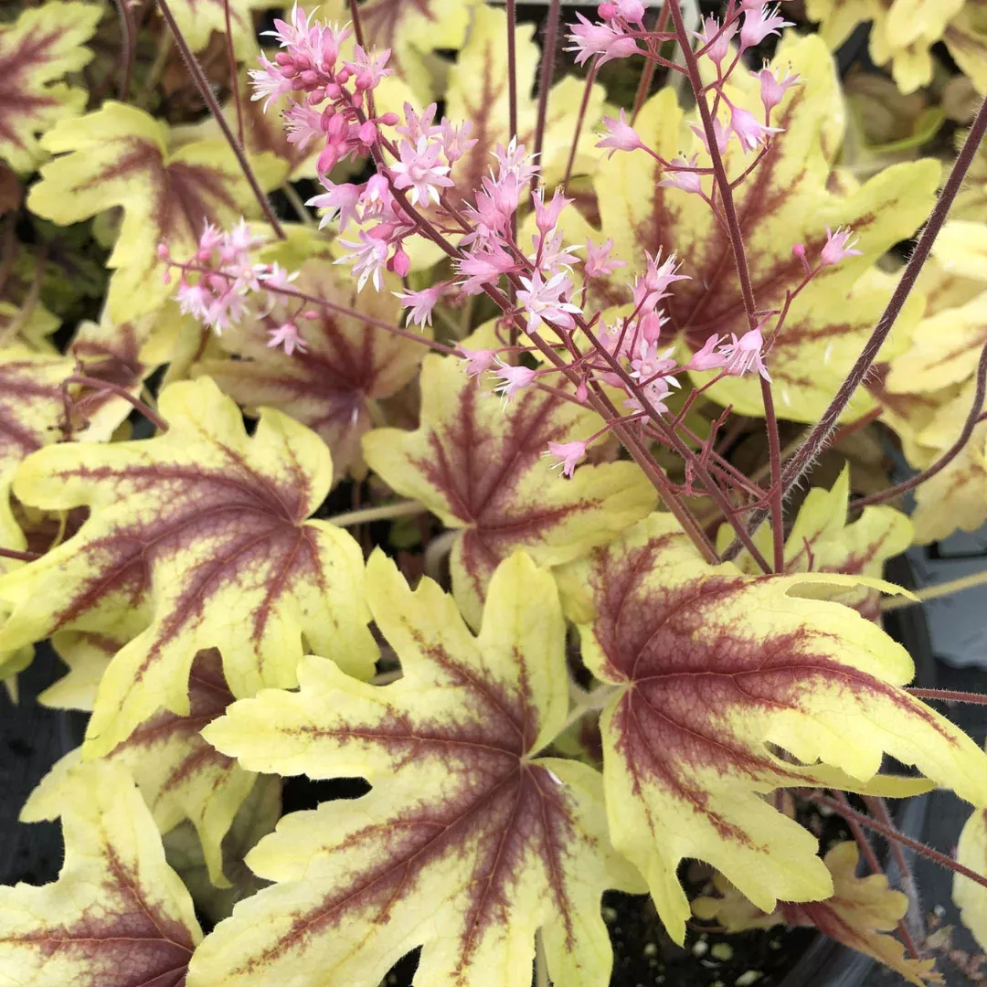 Heucherella 'Eye Spy'