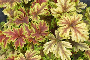 heucherella-gold-zebra-pp22104-20-ct-flat Heucherella 'Gold Zebra' PP22104 (20)ct Flat