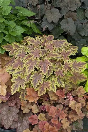 heucherella-thunderbird-ppaf-20-ct-flat Heucherella 'Thunderbird' PPAF (20)ct Flat