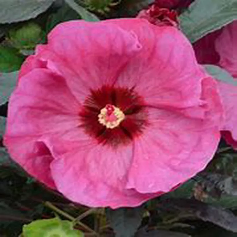 Hibiscus 'Berry Awesome'