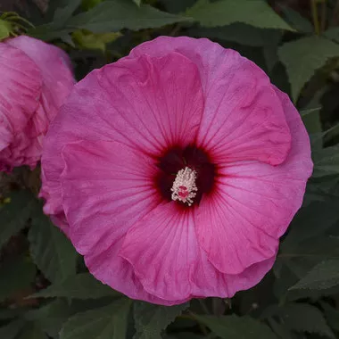 hibiscus-candy-crush-pp32587-4-1-gallons Hibiscus 'Candy Crush' PP32587(4) 1-gallons